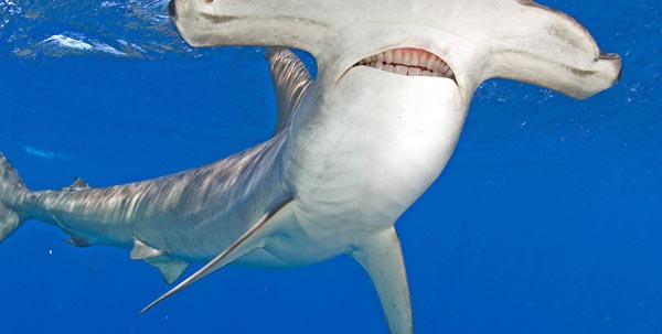 Sharks With Human Teeth Are Far Less Scary!