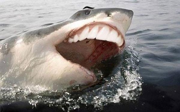 Sharks With Human Teeth Are Far Less Scary!