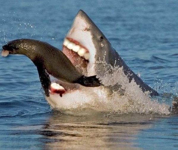 Sharks With Human Teeth Are Far Less Scary!