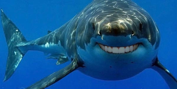 Sharks With Human Teeth Are Far Less Scary!