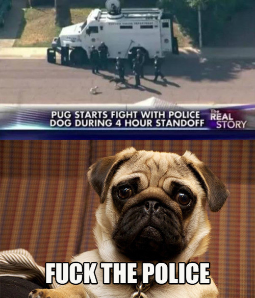 pug police - Pug Starts Fight With Police Real Dog During 4 Hour Standoff Story Fuck The Police