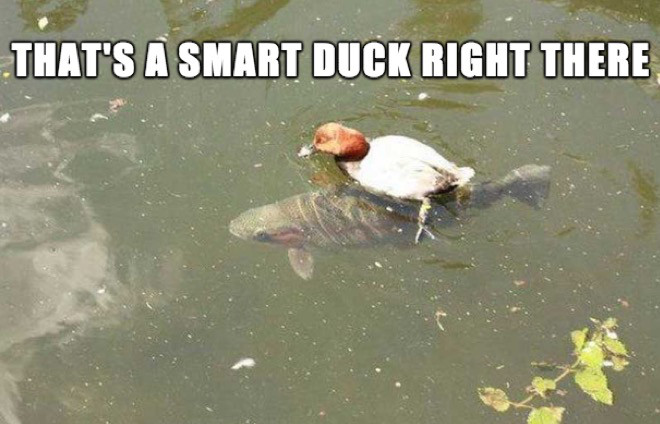duck riding - That'S A Smart Duck Right There