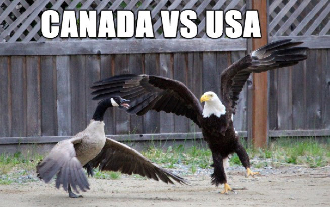 eagle attacking canada goose - Canada Vs Usa