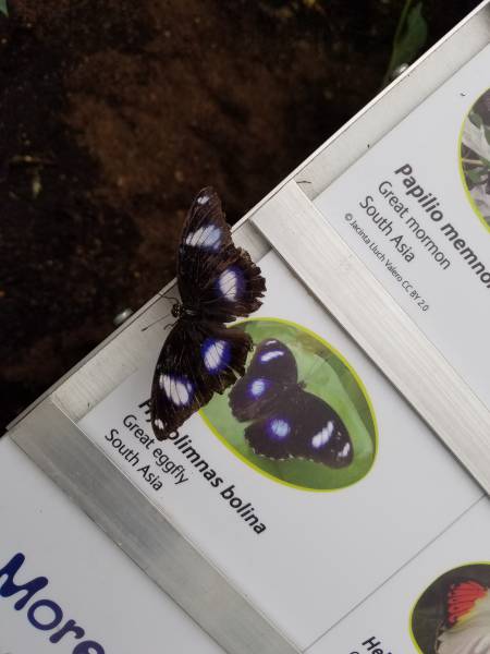 pollinator - Papilio memno Great mormon South Asia Jacinta Lluch Valero Cc By 20 hyolimnas bolina Great eggfly South Asia More