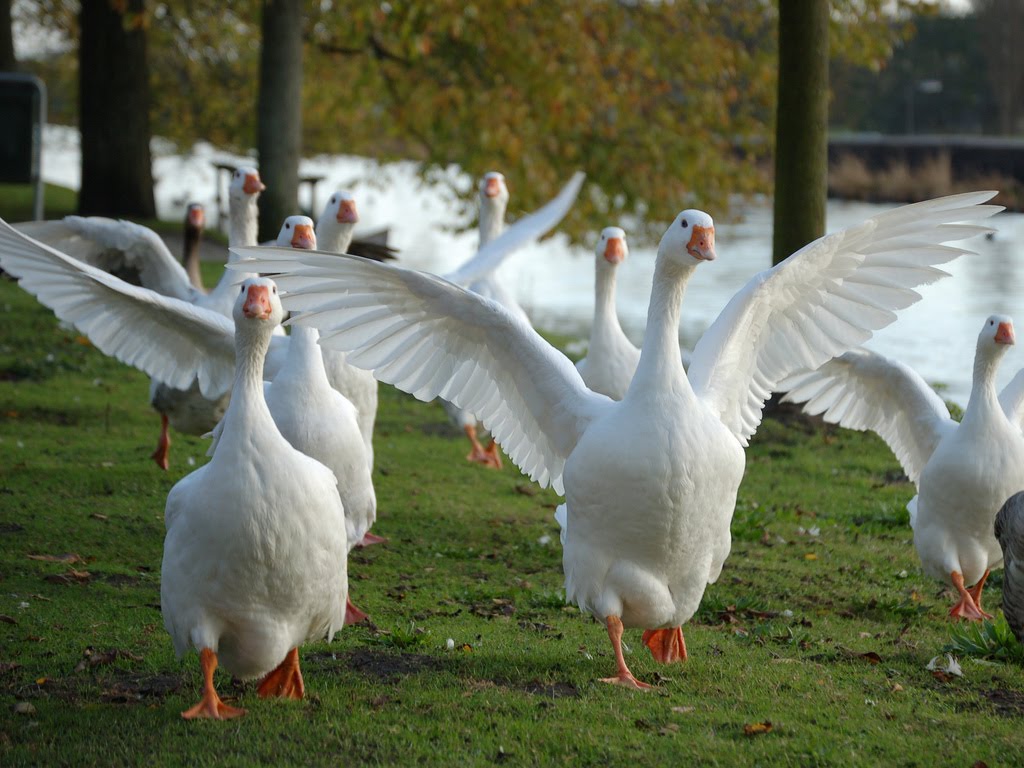 goose poultry