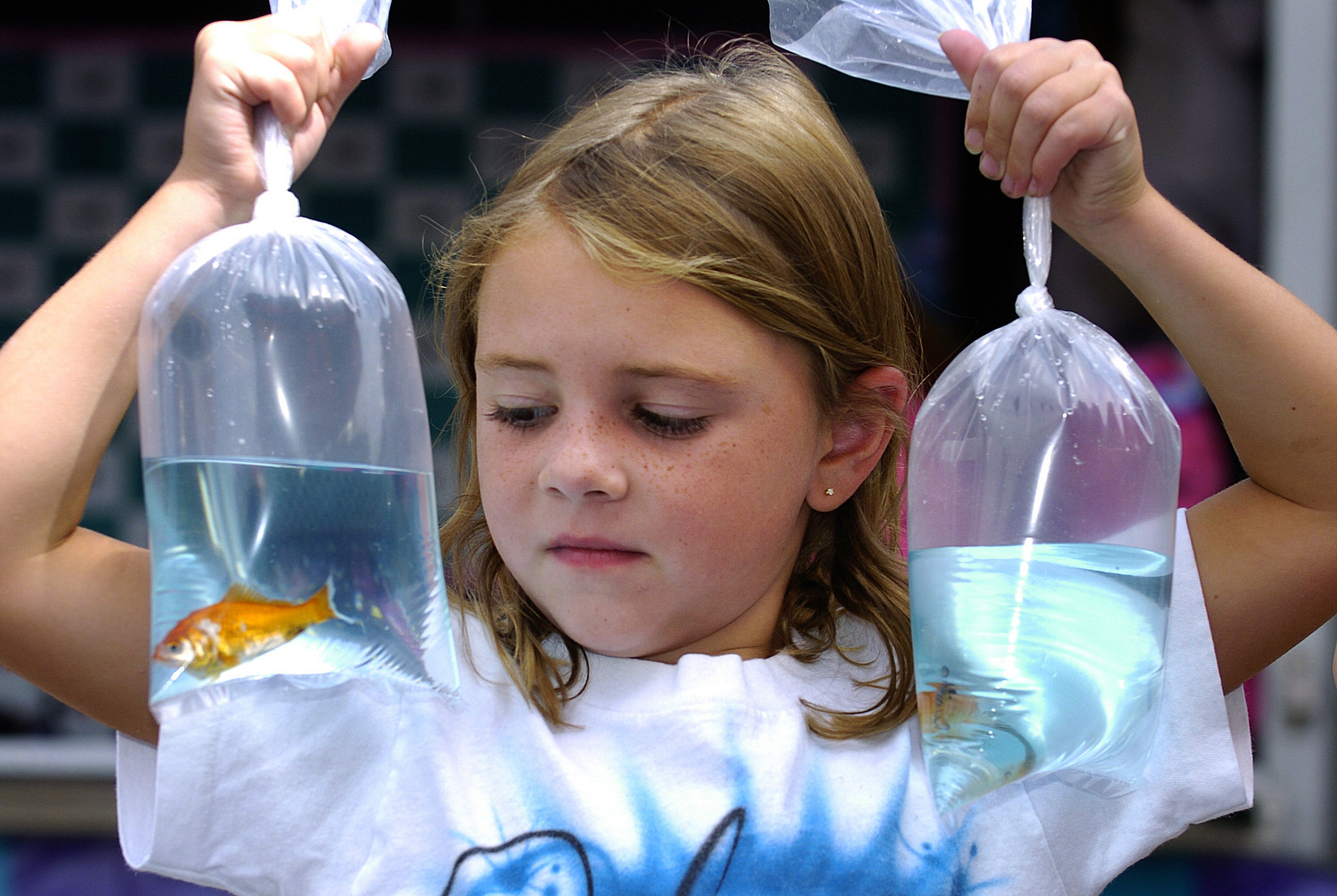 winning goldfish at fair