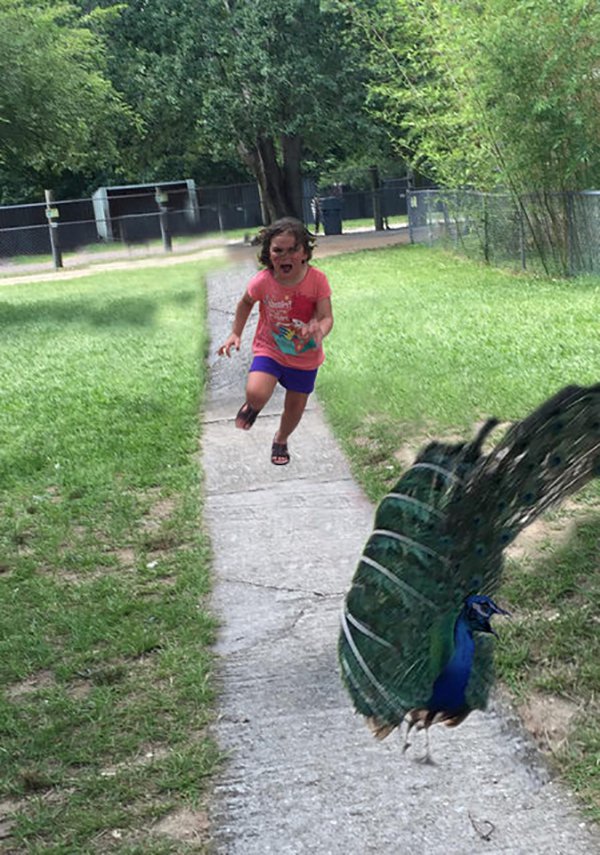 This Photoshop Battle of a Peacock Chasing a Girl is Hilarious