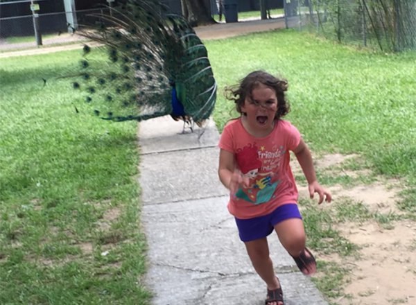 This Photoshop Battle of a Peacock Chasing a Girl is Hilarious