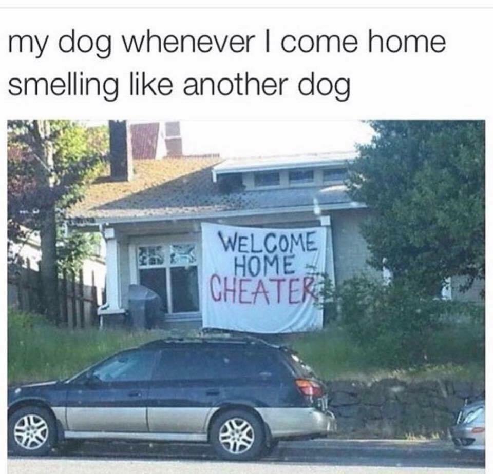 me coming home smelling like another dog - my dog whenever I come home smelling another dog Welcome Home Cheater