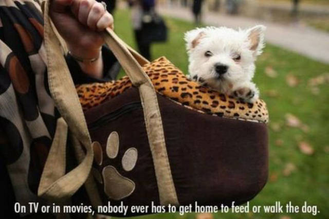 doggie hand bag - On Tv or in movies, nobody ever has to get home to feed or walk the dog.