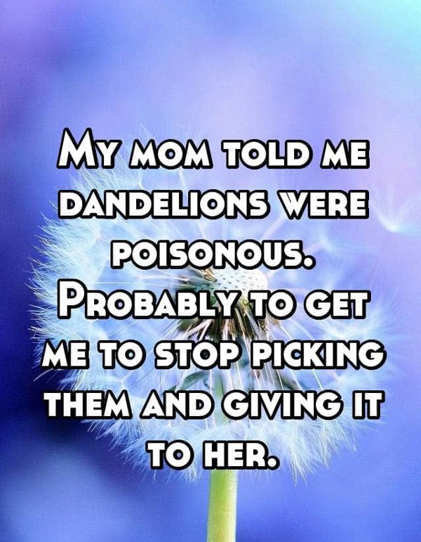 sky - My Mom Told Me Dandelions Were Poisonous. Probably To Get Me To Stop Picking Them And Giving It To Her.