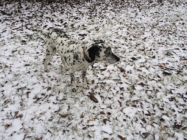 camouflage dogs