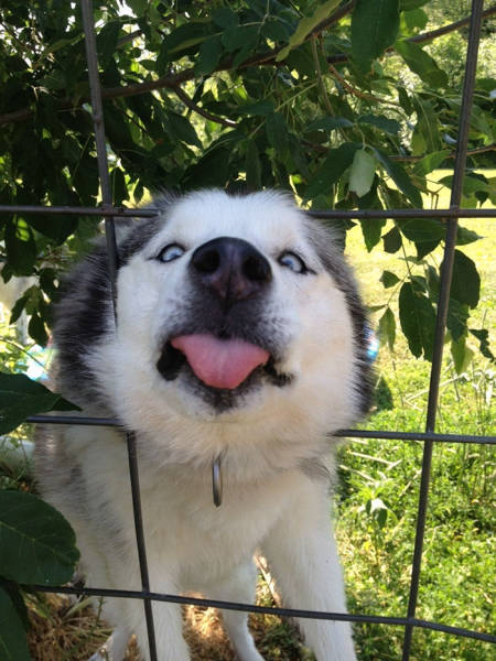 30 Pics Of Dogs Sticking Their Head Through Fences-