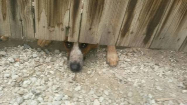 30 Pics Of Dogs Sticking Their Head Through Fences-