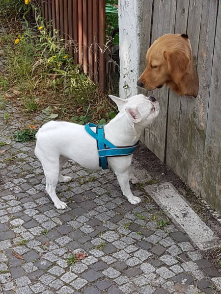 30 Pics Of Dogs Sticking Their Head Through Fences-