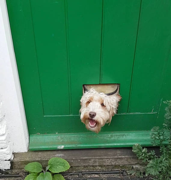 30 Pics Of Dogs Sticking Their Head Through Fences-