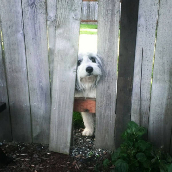 30 Pics Of Dogs Sticking Their Head Through Fences-