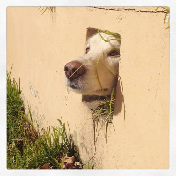 30 Pics Of Dogs Sticking Their Head Through Fences-