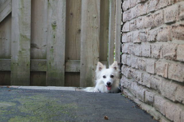 30 Pics Of Dogs Sticking Their Head Through Fences-