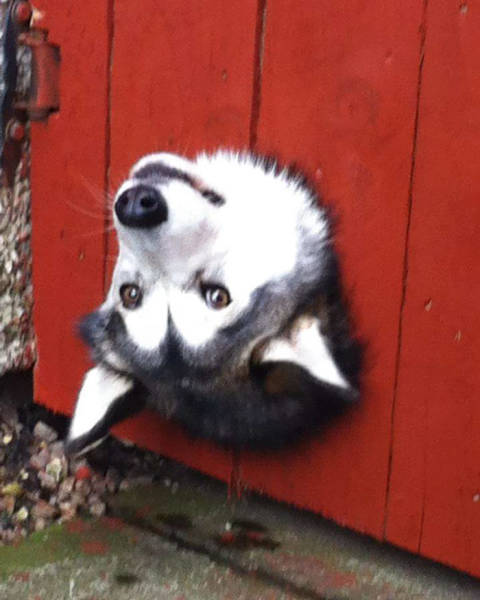 30 Pics Of Dogs Sticking Their Head Through Fences-