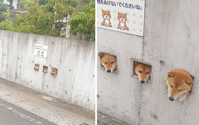 30 Pics Of Dogs Sticking Their Head Through Fences-