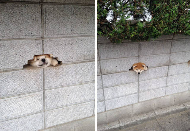 30 Pics Of Dogs Sticking Their Head Through Fences-