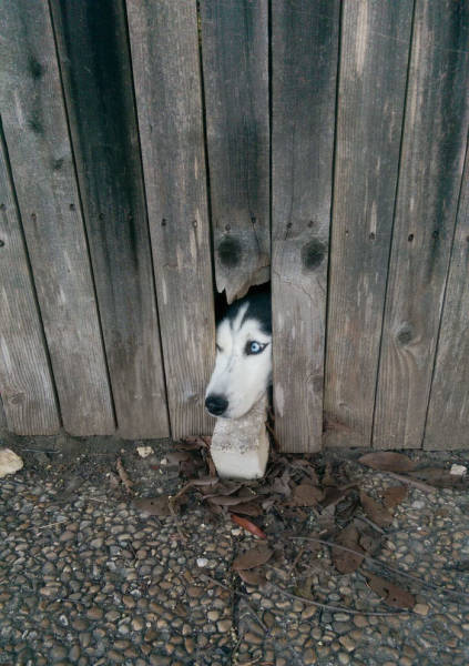 30 Pics Of Dogs Sticking Their Head Through Fences-