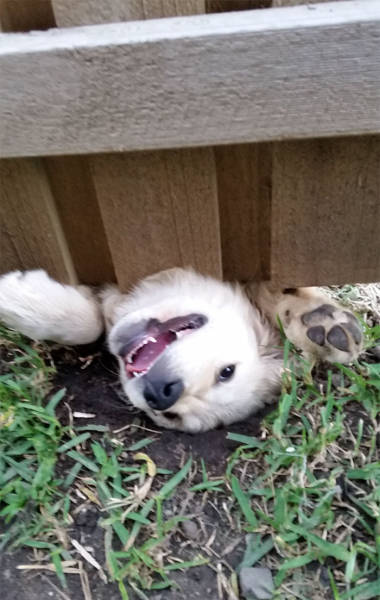 30 Pics Of Dogs Sticking Their Head Through Fences-