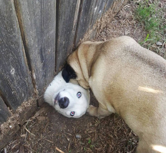 30 Pics Of Dogs Sticking Their Head Through Fences-