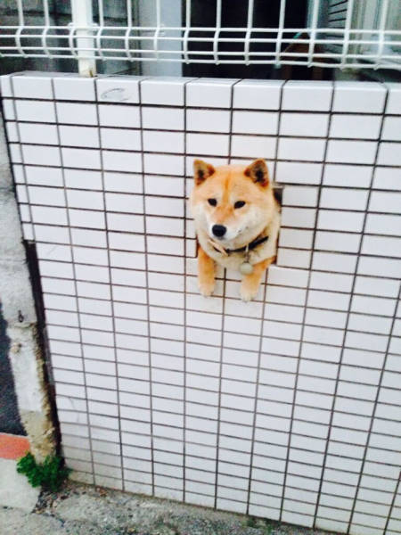 30 Pics Of Dogs Sticking Their Head Through Fences-