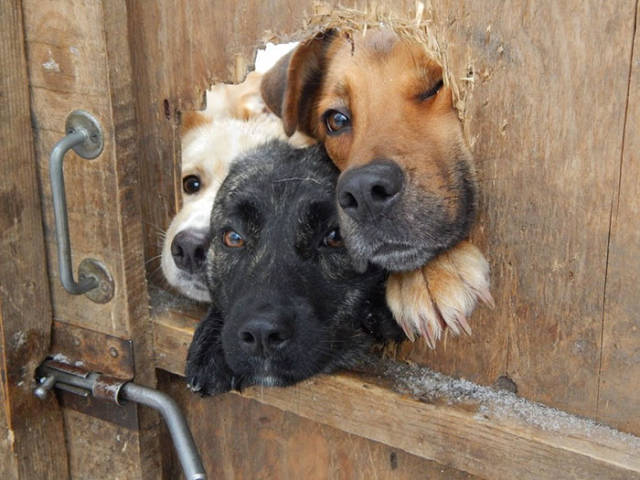 30 Pics Of Dogs Sticking Their Head Through Fences-