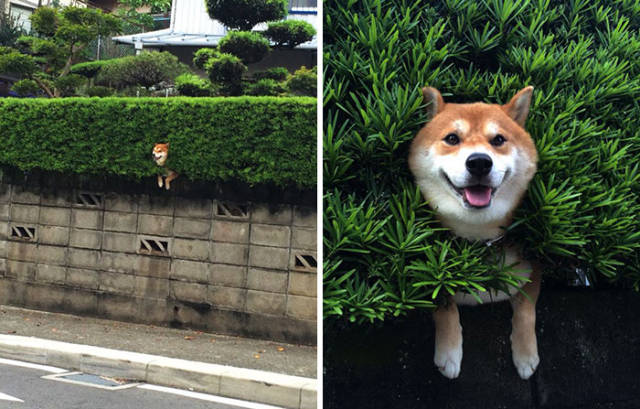 30 Pics Of Dogs Sticking Their Head Through Fences-