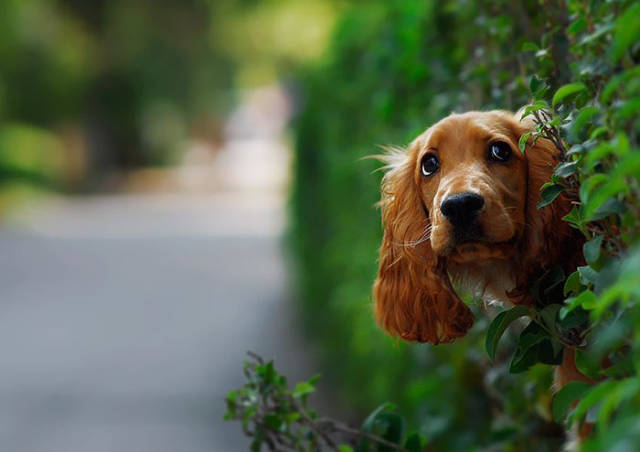 30 Pics Of Dogs Sticking Their Head Through Fences-