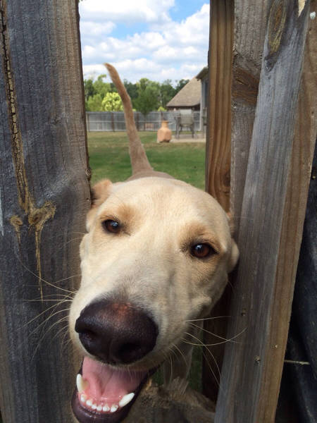 30 Pics Of Dogs Sticking Their Head Through Fences-