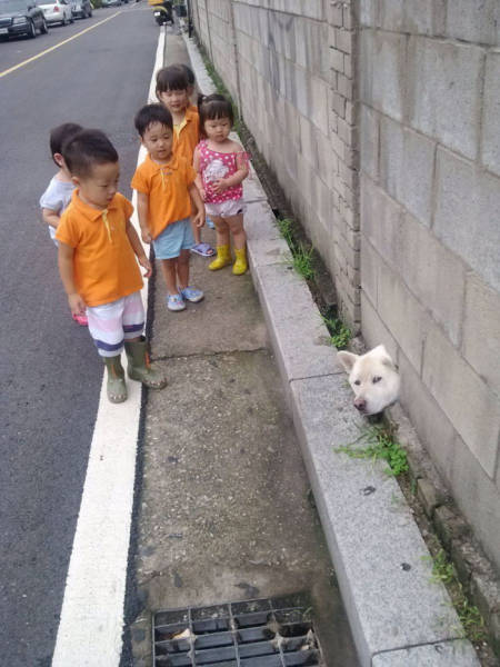 30 Pics Of Dogs Sticking Their Head Through Fences-