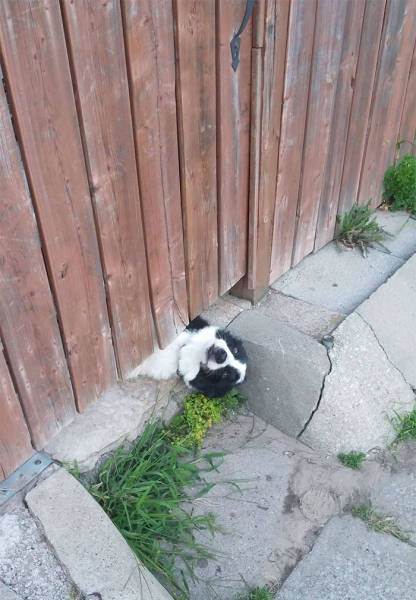 30 Pics Of Dogs Sticking Their Head Through Fences-