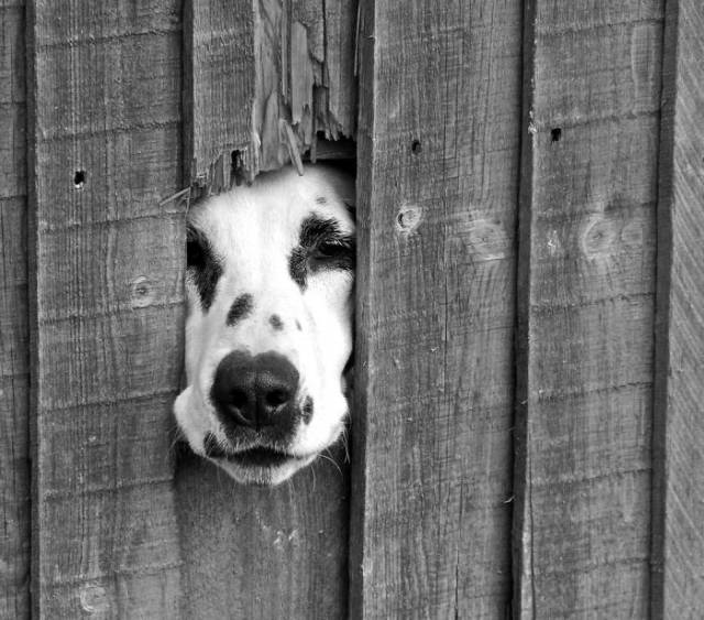 30 Pics Of Dogs Sticking Their Head Through Fences-