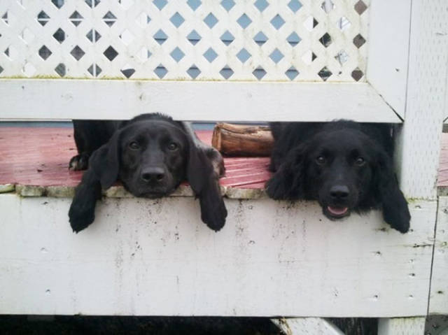 30 Pics Of Dogs Sticking Their Head Through Fences-