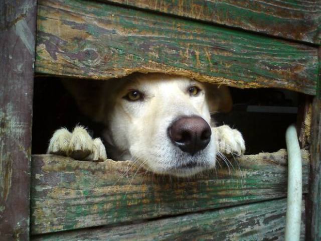 30 Pics Of Dogs Sticking Their Head Through Fences-