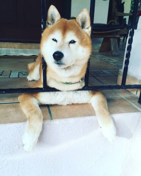 30 Pics Of Dogs Sticking Their Head Through Fences-