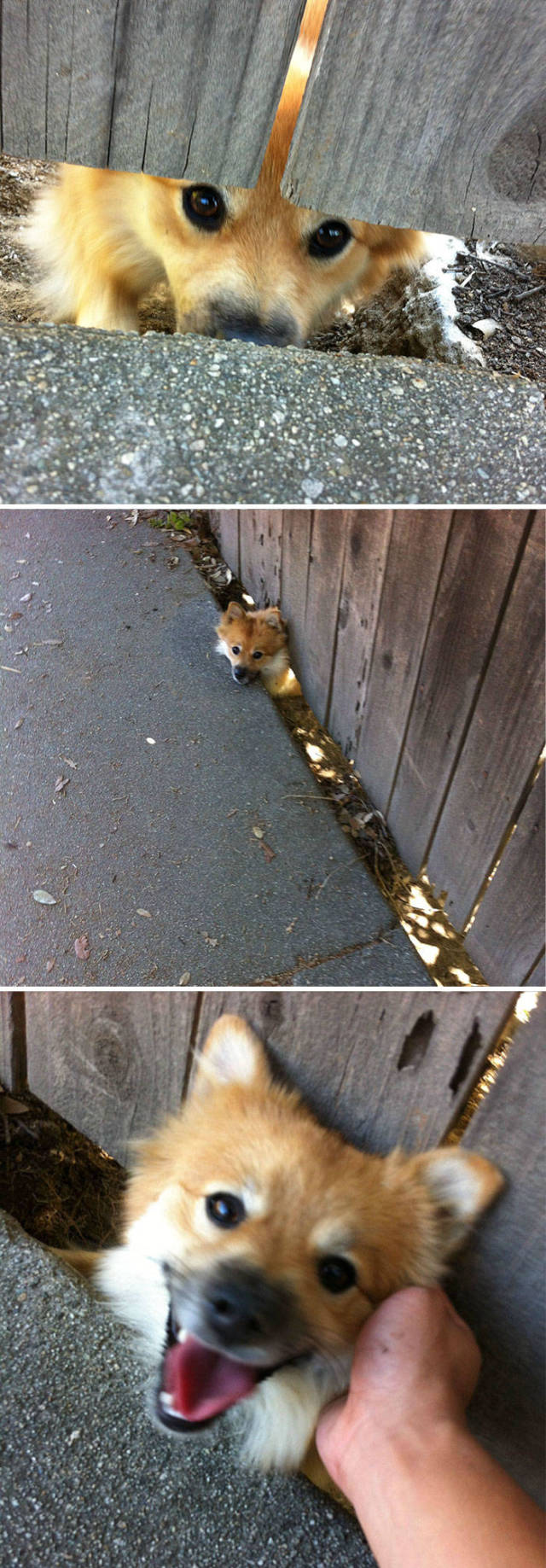 30 Pics Of Dogs Sticking Their Head Through Fences-