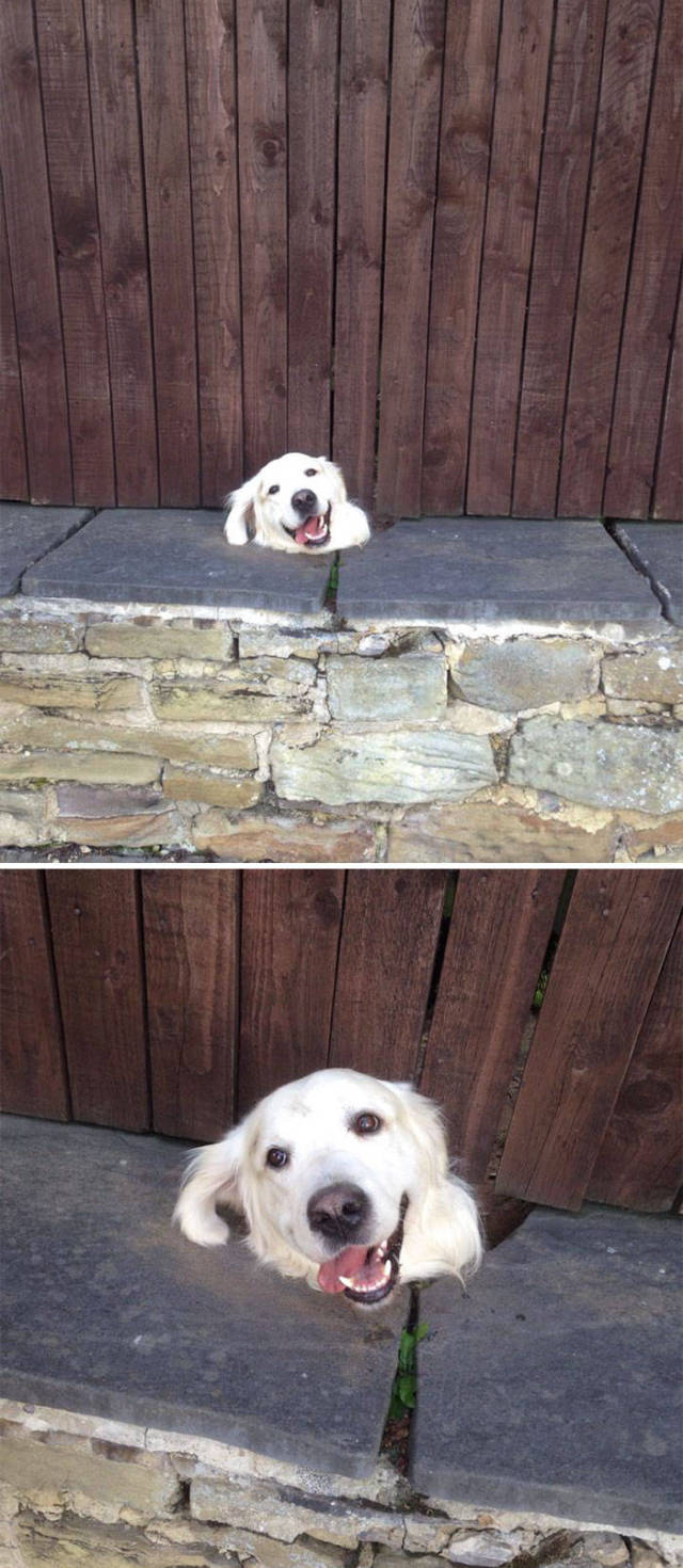 30 Pics Of Dogs Sticking Their Head Through Fences-