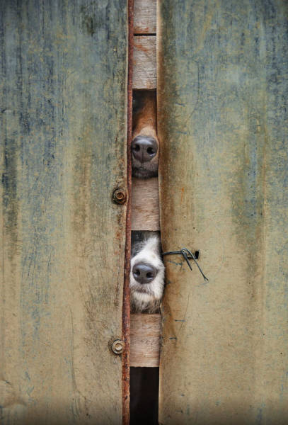 30 Pics Of Dogs Sticking Their Head Through Fences-