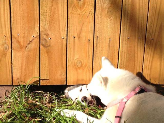 30 Pics Of Dogs Sticking Their Head Through Fences-