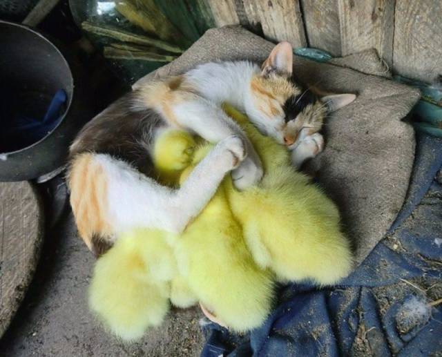 kittens with chicks