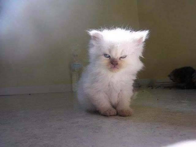 angry cute cat