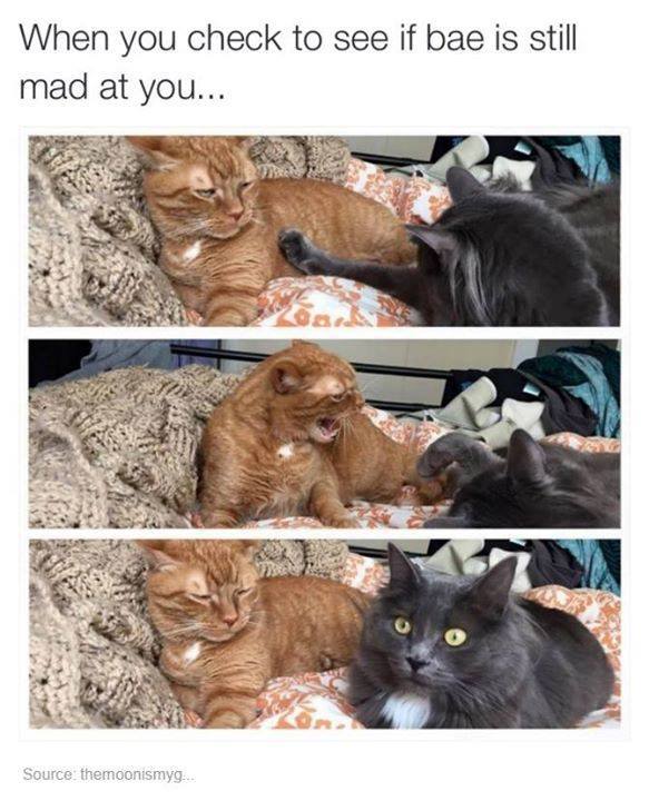 you check to see if bae - When you check to see if bae is still mad at you... Source themoonismyg.