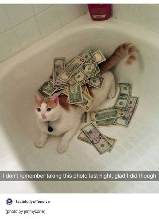funny cat memes 2019 - 1111111 I don't remember taking this photo last night, glad I did though to tastefullyoffensive photo by jimmycone