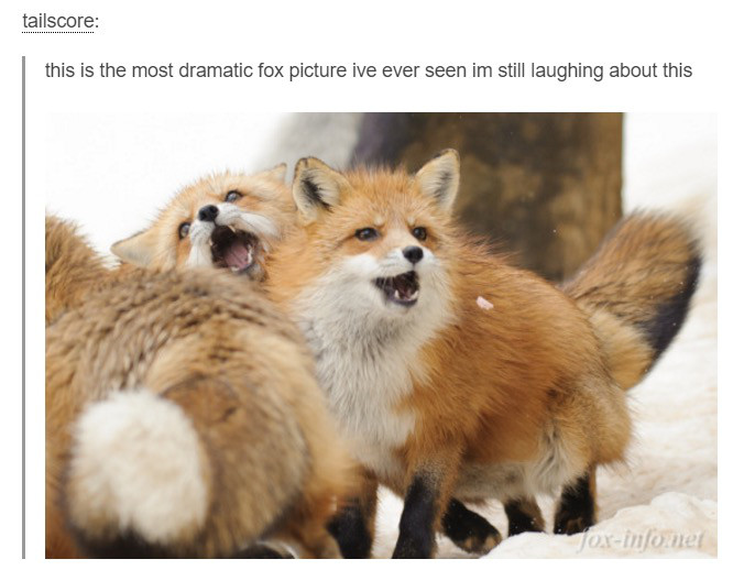 dramatic fox - tailscore this is the most dramatic fox picture ive ever seen im still laughing about this Foxinformer
