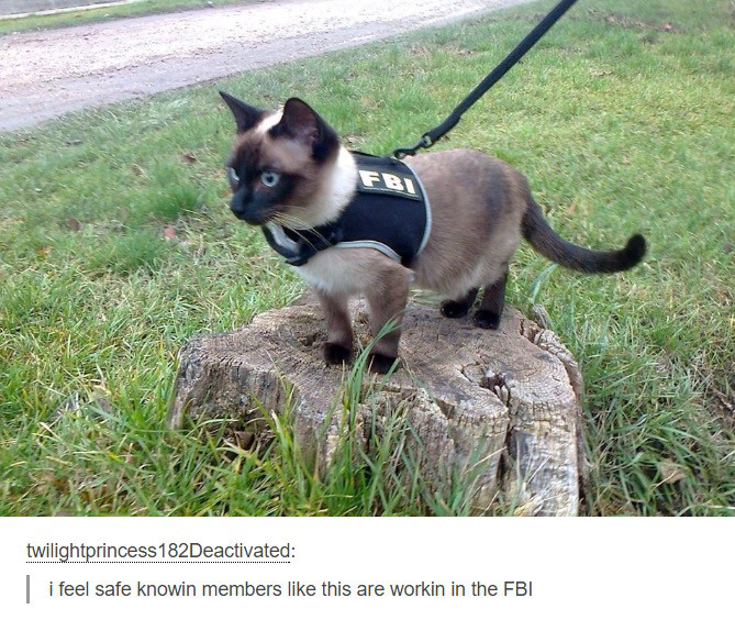 cat fbi - Fb twilightprincess 182Deactivated | i feel safe knowin members this are workin in the Fbi